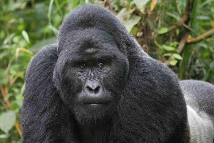 Face-to-Face with Virunga Gorillas & Overnight on Nyiragongo’s Crater Rim photo 6