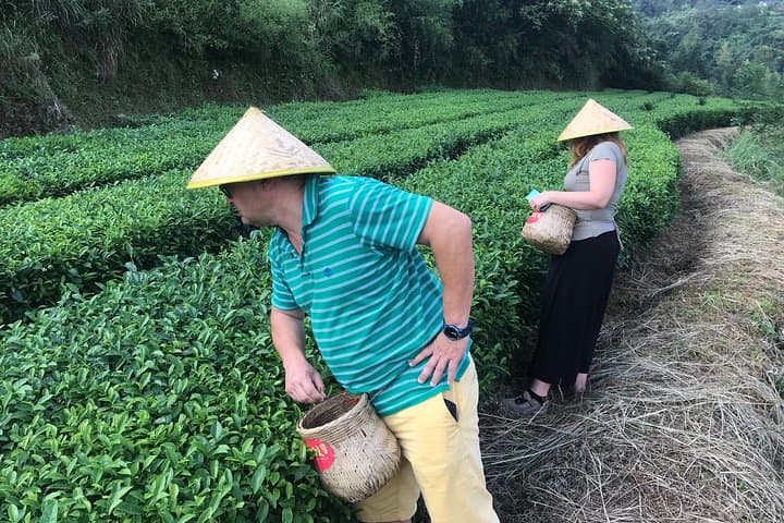 Zhangjiajie Avatar Panorama: 4-Day National Park, Glass Bridge & Tea Experience photo 5