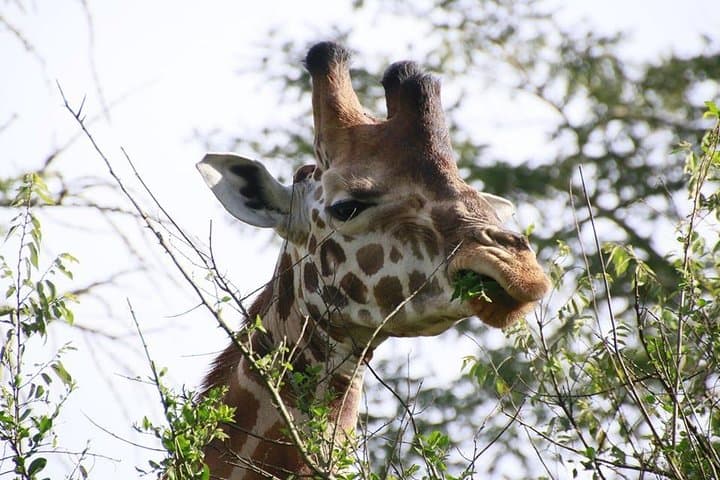 8-Day Uganda Primate Safari — Gorilla & Chimpanzee Trekking in Bwindi and Kibale photo 6