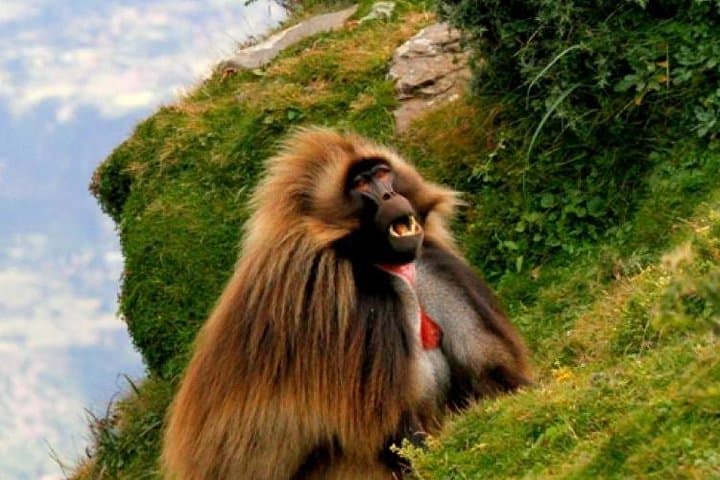 Two-Day Lake Wenchi & Menagesha Forest: Crater Lake, Hot Springs and Birding from Addis Ababa photo 5