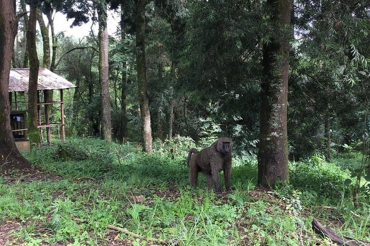 Two-Day Lake Wenchi & Menagesha Forest: Crater Lake, Hot Springs and Birding from Addis Ababa photo 6