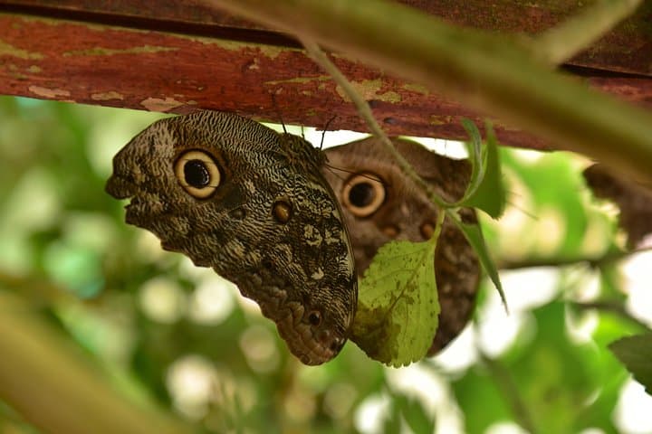 Mindo Day Tour: Birdwatching, Waterfalls & Chocolate from Quito photo 2