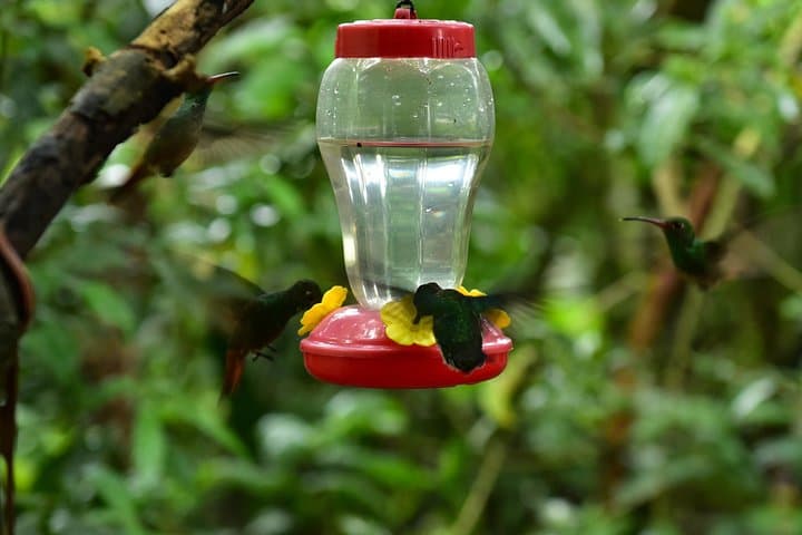 Mindo Day Tour: Birdwatching, Waterfalls & Chocolate from Quito photo 3