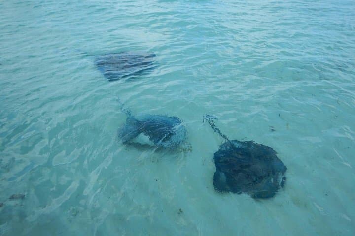 Grand Turk Supreme Snorkeling: Amazing Wall, Gibbs Cay & Stingrays photo 5