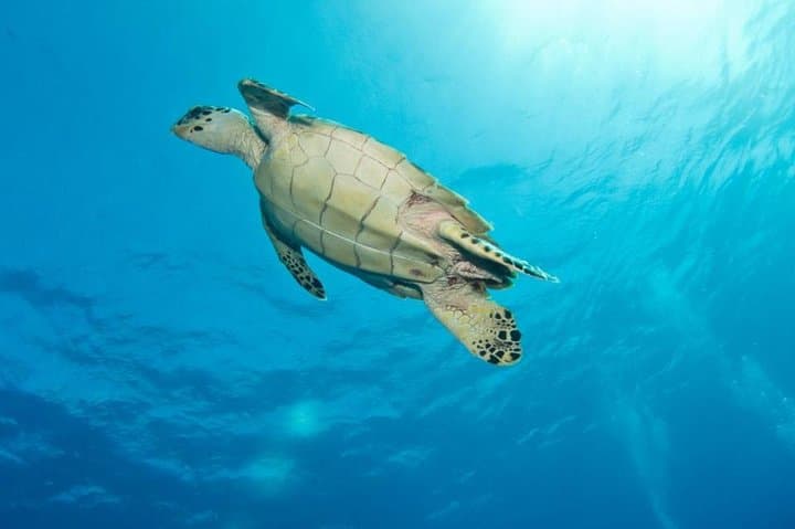 Grand Turk Supreme Snorkeling: Amazing Wall, Gibbs Cay & Stingrays photo 6