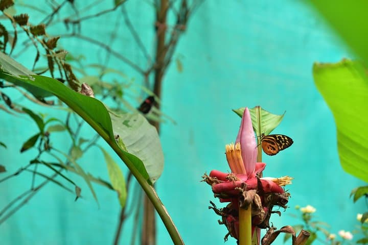 Mindo Day Tour: Birdwatching, Waterfalls & Chocolate from Quito photo 4