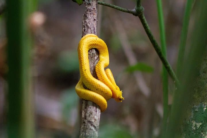 Tortuguero Canoe Tour: Early-Morning Wildlife Canal Paddle in Costa Rica photo 2
