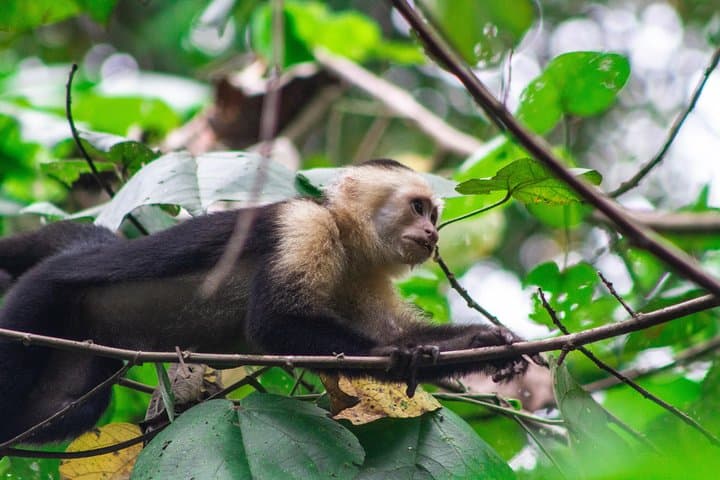 Tortuguero Canoe Tour: Early-Morning Wildlife Canal Paddle in Costa Rica photo 3
