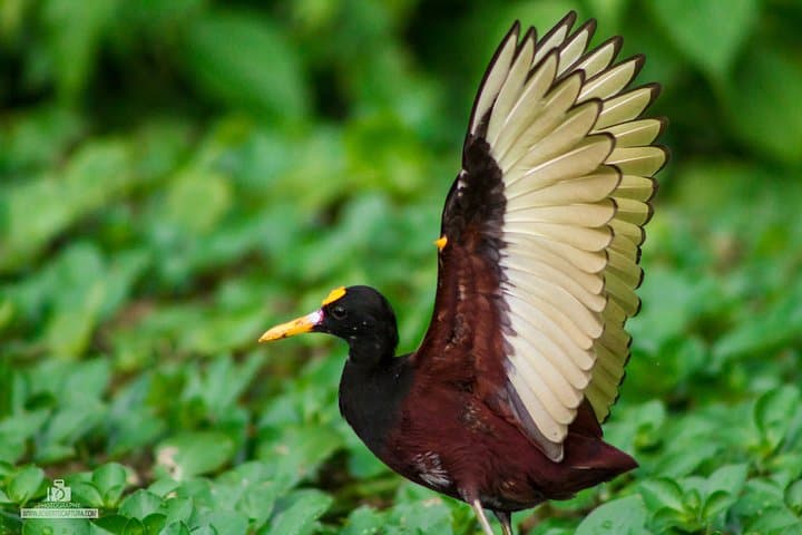 Tortuguero Canoe Tour: Early-Morning Wildlife Canal Paddle in Costa Rica photo 4