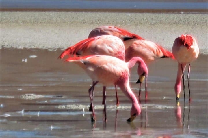 3-Day Uyuni Salt Flats Expedition: Mirrors, Flamingos & Siloli Desert photo 6