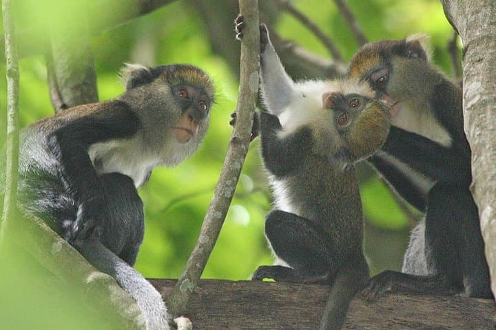 Hike Ghana’s Volta Peaks: Wli Waterfalls, Afadjato & Tafi Atome photo 5