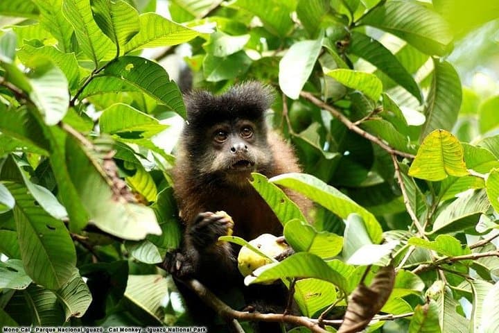Iguazu Falls Argentina: Full-Day Park Tour from Puerto Iguazú photo 4