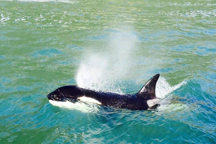 Bay of Plenty Dolphin & Wildlife Cruise — Half-Day from Rotorua