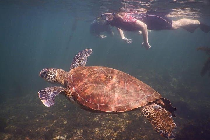 Tintoreras Islet Tour — Snorkel and Hike from Puerto Villamil, Isabela photo 2