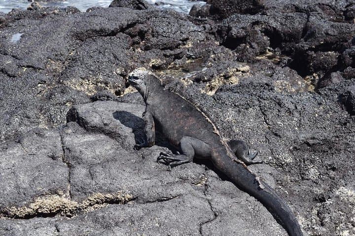 Tintoreras Islet Tour — Snorkel and Hike from Puerto Villamil, Isabela photo 4