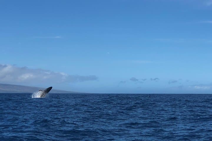 Ka'anapali Whale Watching on The Magic Merman: Raft Excursions to Humpbacks photo 3