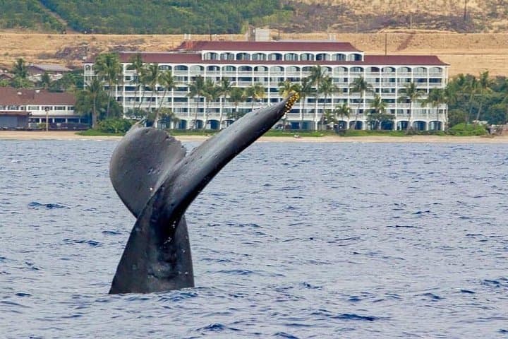 Ka'anapali Whale Watching on The Magic Merman: Raft Excursions to Humpbacks photo 4