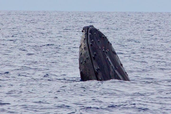 Ka'anapali Whale Watching on The Magic Merman: Raft Excursions to Humpbacks photo 5
