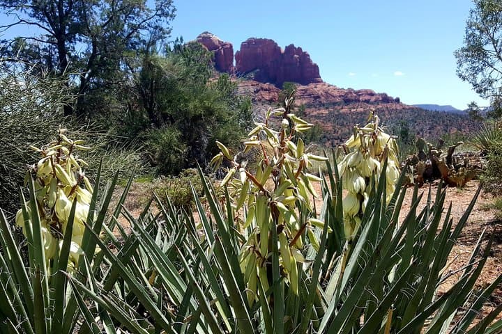 Sedona Vortex Tour: 4-Hour Hiking, Smudging & Meditation Experience