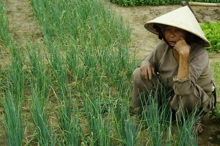 Half-Day Tra Que Cooking Class & Village Cycle from Hoi An photo 2