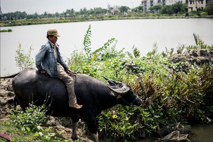 Half-Day Tra Que Cooking Class & Village Cycle from Hoi An photo 4