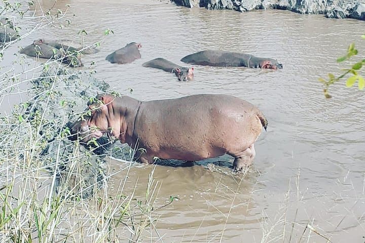 2-Day Ngorongoro and Tarangire Safari from Zanzibar — Short Northern Circuit Wildlife Escape