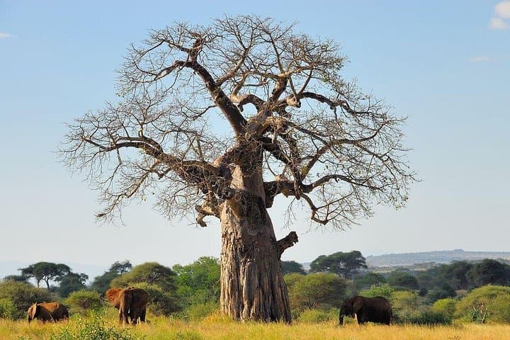 Tarangire Park Day Trip: Open-Roof Safari, Baobabs & Elephant Herds photo 2