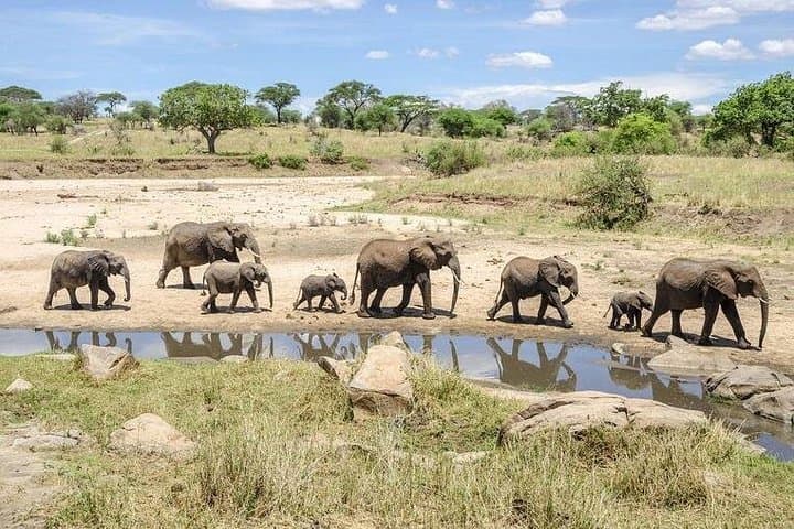 Tarangire Park Day Trip: Open-Roof Safari, Baobabs & Elephant Herds photo 4