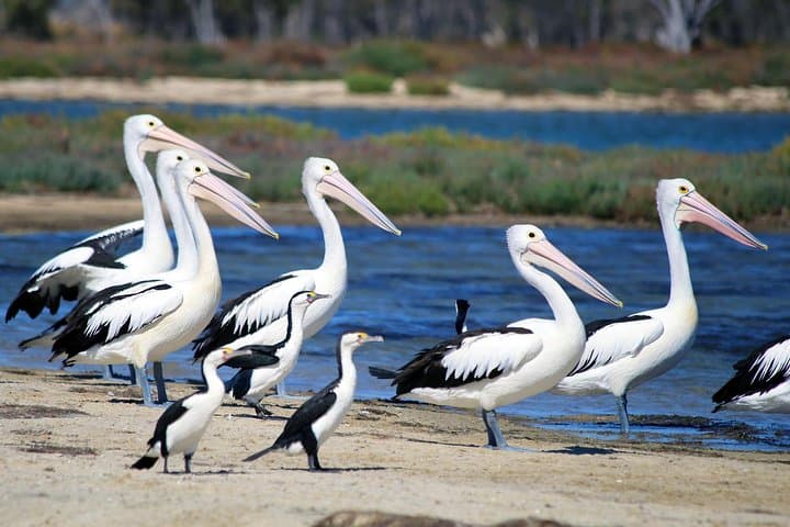 Mandurah Dolphin Cruise and Scenic Canal Views photo 5