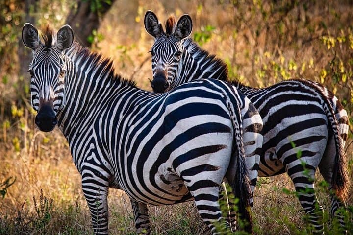 8-Day Uganda Primate Safari — Gorilla & Chimpanzee Trekking in Bwindi and Kibale photo 2