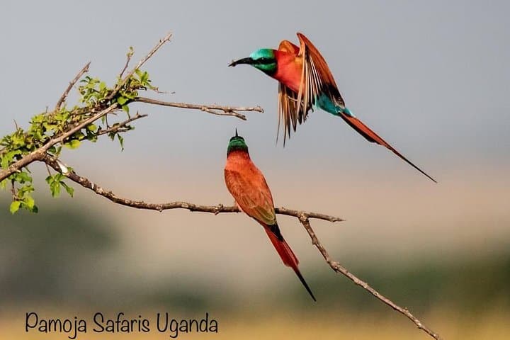 8-Day Uganda Primate Safari — Gorilla & Chimpanzee Trekking in Bwindi and Kibale photo 3
