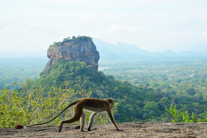 Pidurangala Rock Guided Hike and Summit Picnic — 360° Views of Sigiriya photo 3
