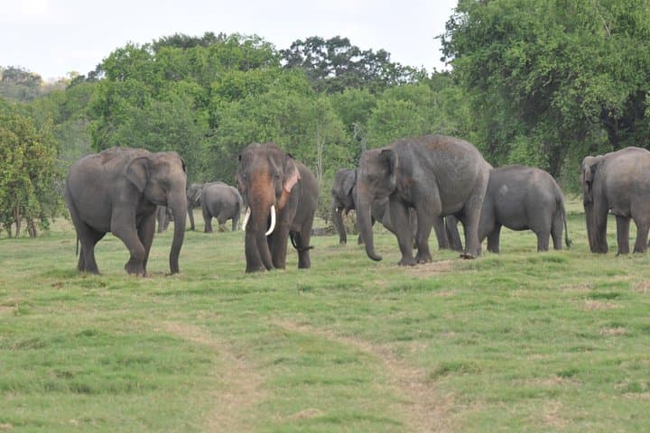 Guided Elephant Safari at Minneriya & Kaudulla — See Asia’s Largest Elephant Gathering photo 4