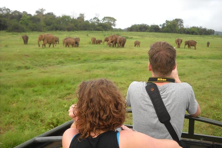 Guided Elephant Safari at Minneriya & Kaudulla — See Asia’s Largest Elephant Gathering photo 2