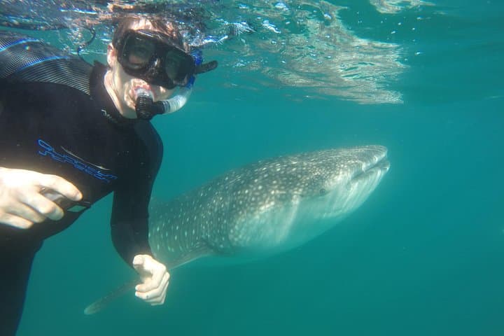 Small-Group Whale Shark Snorkel in La Paz — Eco-Friendly, Photo-Ready Experience photo 4