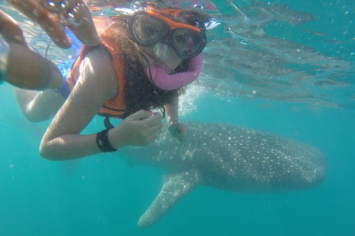 Small-Group Whale Shark Snorkel in La Paz — Eco-Friendly, Photo-Ready Experience photo 5