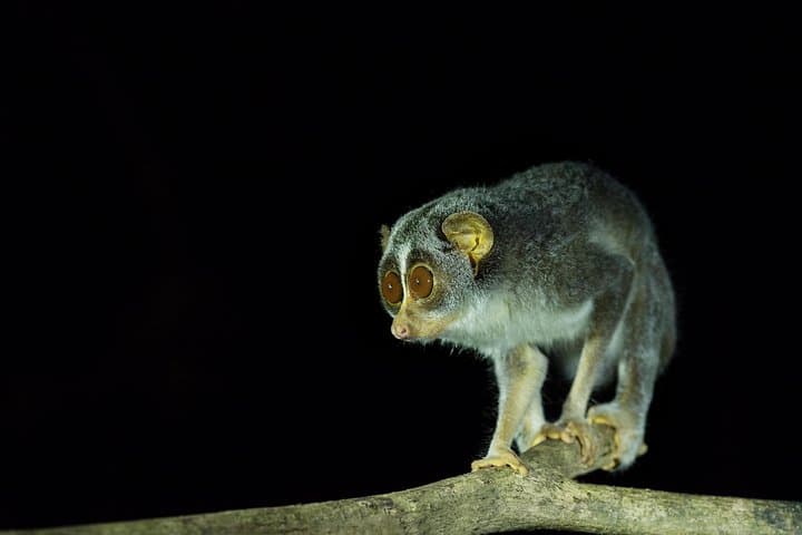 Night Hike to See the Grey Slender Loris in Sigiriya photo 6