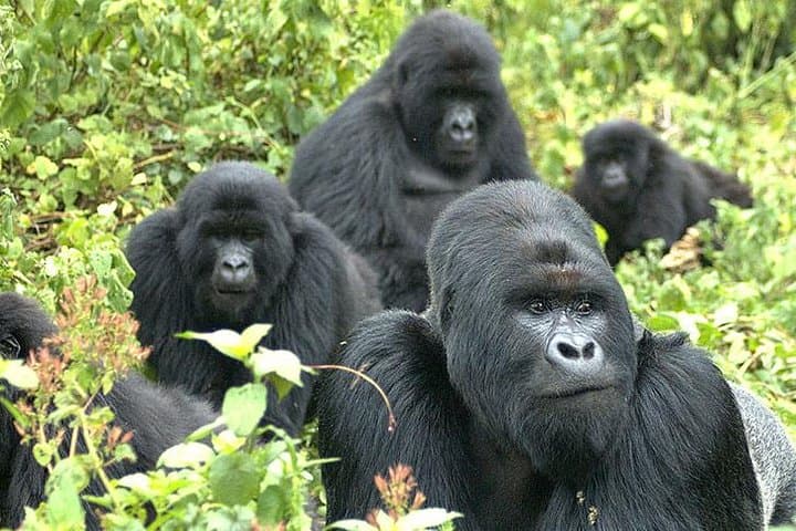 Discover a Thousand Hills: Rwanda Gorilla Tracking and Cape Town Trails photo 2