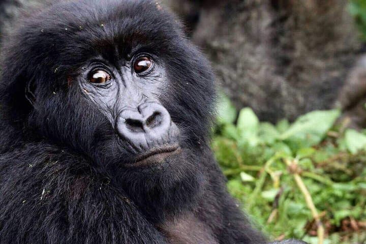 Discover a Thousand Hills: Rwanda Gorilla Tracking and Cape Town Trails photo 5