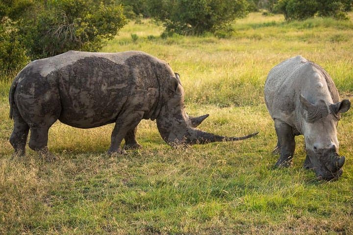 Ol Pejeta & Sweetwaters: Chimpanzee Sanctuary and Lion-Tracking Safari photo 4