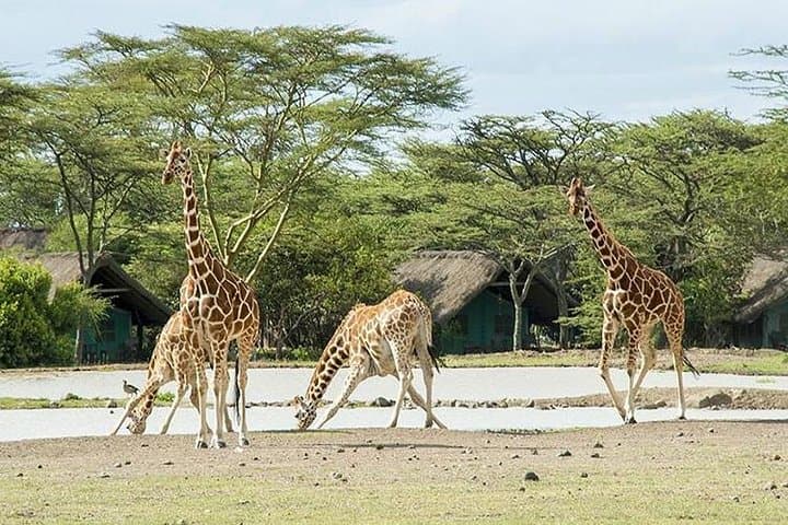 Ol Pejeta Conservancy 2-Day Safari: Chimp Sanctuary & Black Rhino Experience