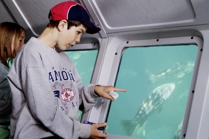 Catalina Undersea Expedition: Semi-Submersible Marine Life Tour from Avalon photo 3
