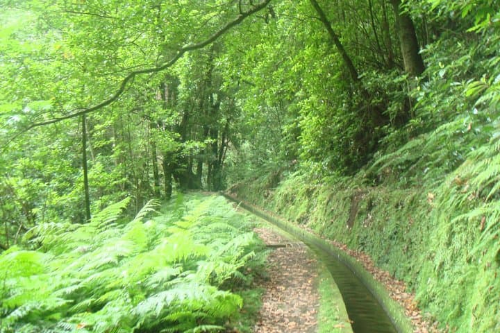 Kings Levada Walk São Jorge — Levada Trails, Tunnels & Native Forest in Santana, Madeira photo 3