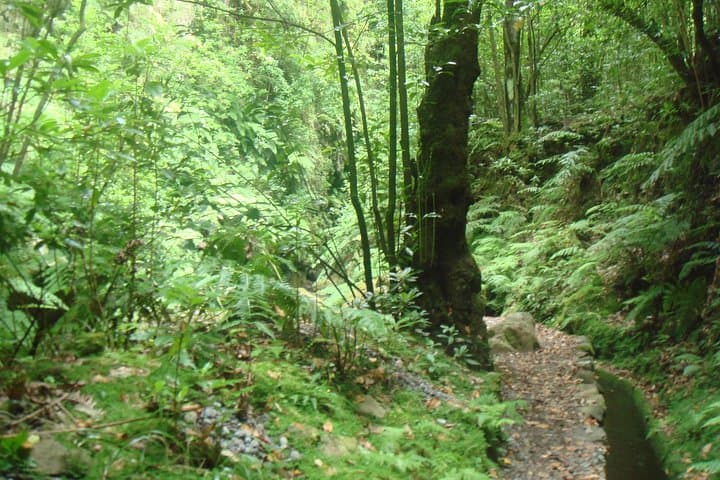 Kings Levada Walk São Jorge — Levada Trails, Tunnels & Native Forest in Santana, Madeira photo 4