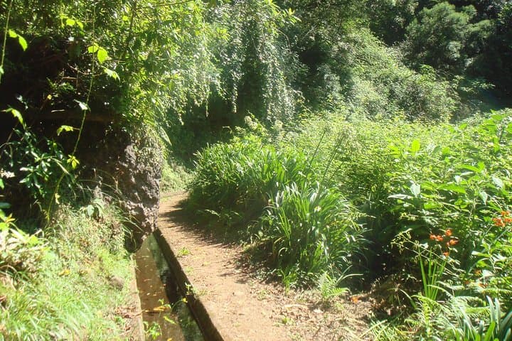 Kings Levada Walk São Jorge — Levada Trails, Tunnels & Native Forest in Santana, Madeira photo 5