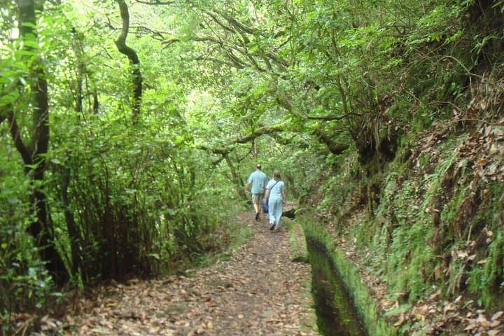 Laurissilva Forest Walk: Ribeiro Frio to Portela Levada Hike in Madeira photo 3
