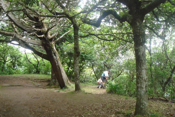 Laurissilva Forest Walk: Ribeiro Frio to Portela Levada Hike in Madeira photo 5