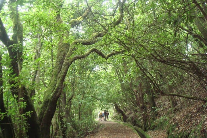 Laurissilva Forest Walk: Ribeiro Frio to Portela Levada Hike in Madeira photo 6