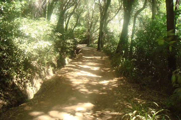Valley de Paradise Levada Walk in Camacha, Madeira — Easy Guided Levada Stroll photo 2