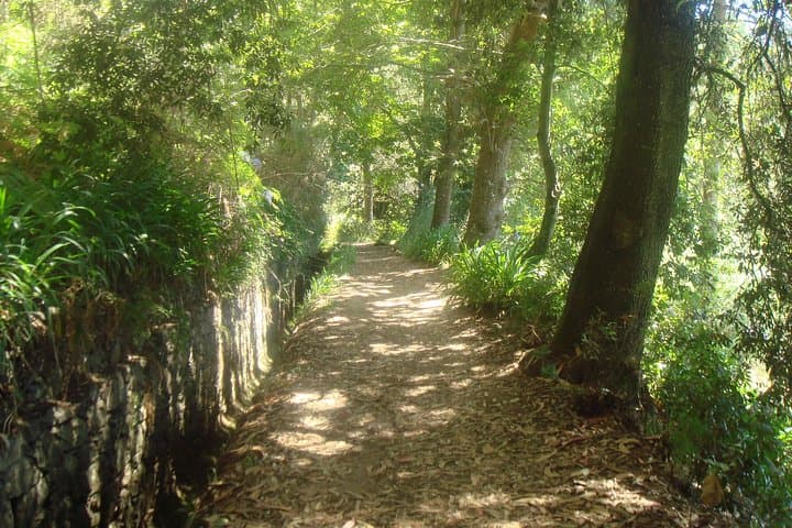 Valley de Paradise Levada Walk in Camacha, Madeira — Easy Guided Levada Stroll photo 3